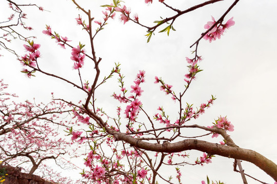 桃花林