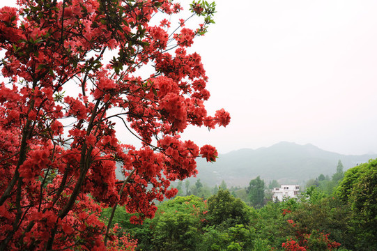 百里杜鵑映山紅