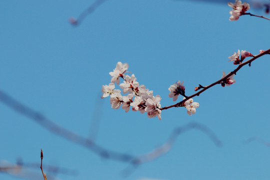 花團(tuán)錦簇