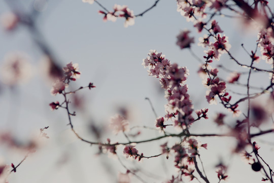 桃花盛開(kāi)