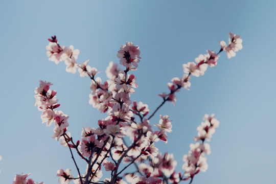 意境桃花