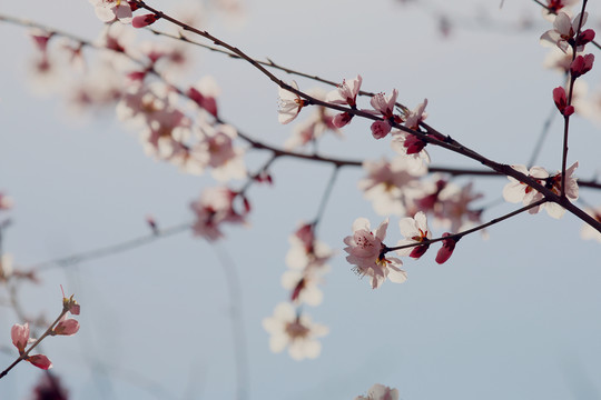 意境桃花