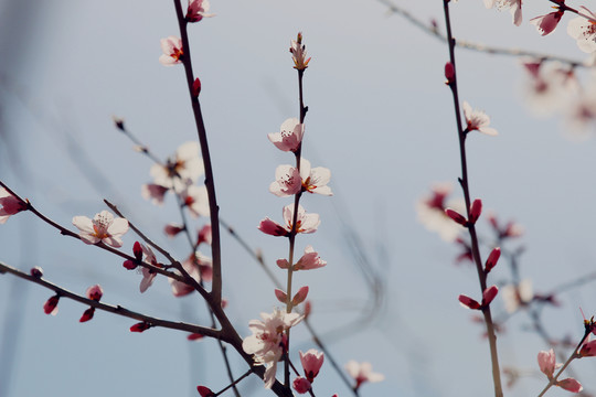 畫意桃花