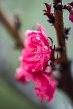 春雨潤花