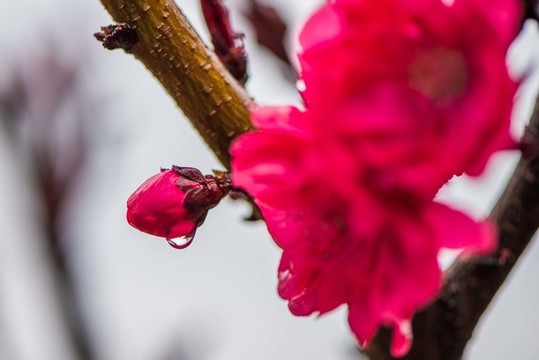 春雨潤花