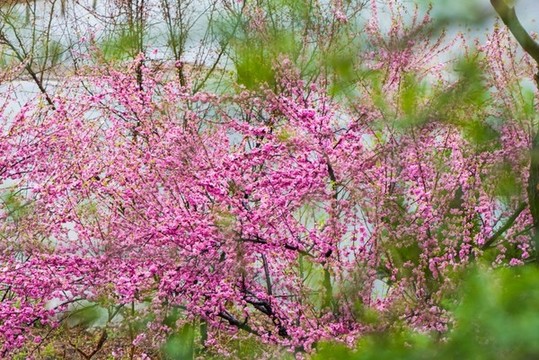 春雨潤花