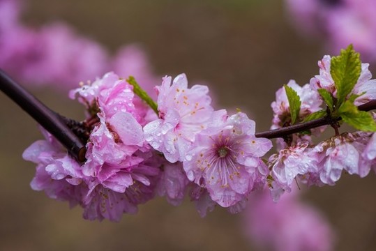 春雨潤花