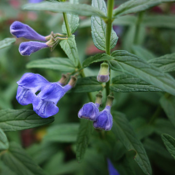 黃芩