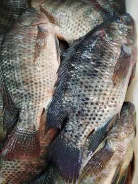 鯽魚