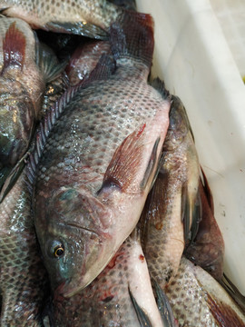 鯽魚(yú)