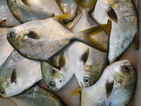倉(cāng)魚(yú)