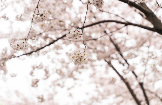 春天公园的粉色樱花盛开