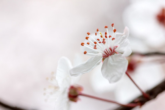 春天的花