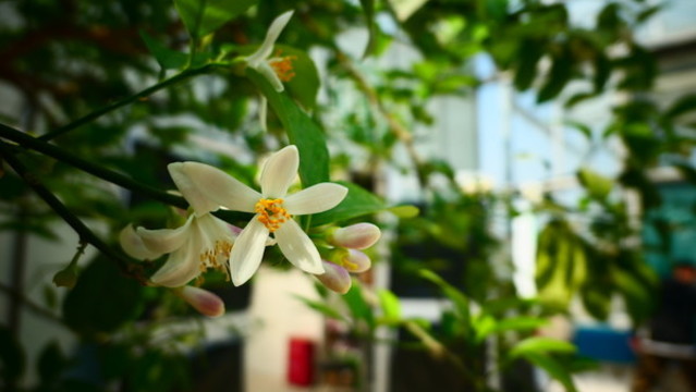 檸檬花