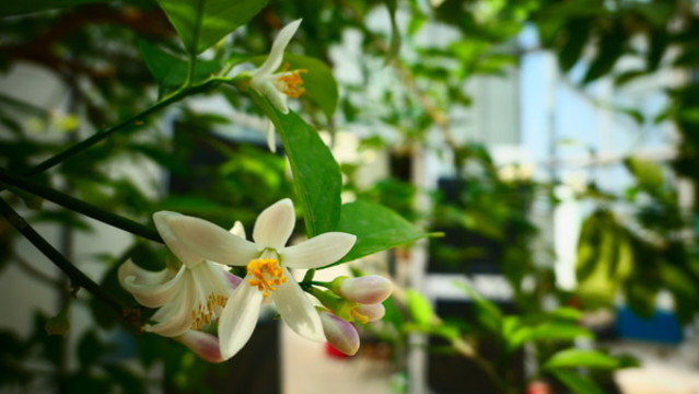 檸檬花