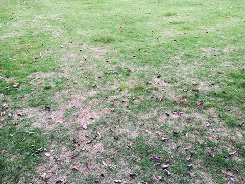 公園草地