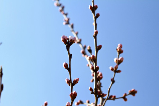 山桃花