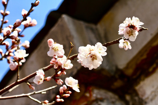 山桃花