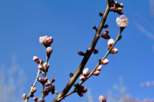 山桃花