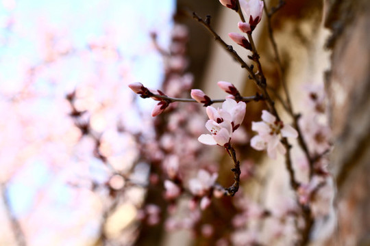 山桃花