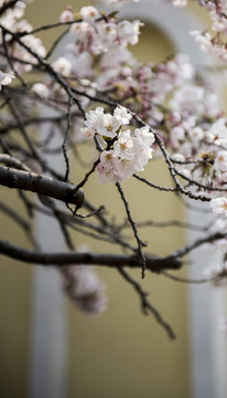 櫻花