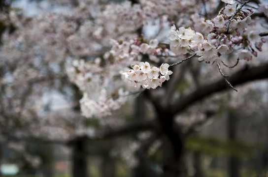 櫻花