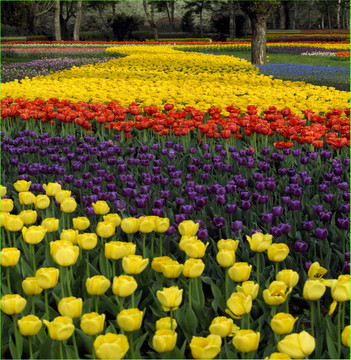郁金香花海