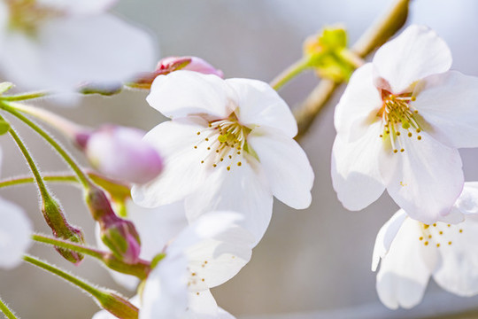 櫻花
