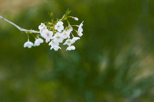 櫻花