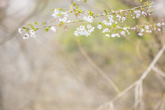 櫻花