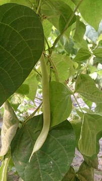 豆角秧