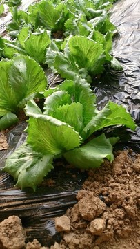 生菜種植