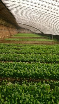 蔬菜大棚