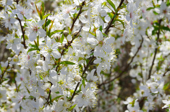 秧李開(kāi)花