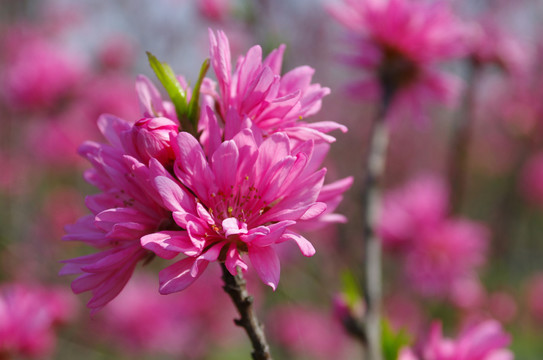菊花桃