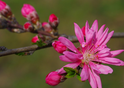 菊花桃