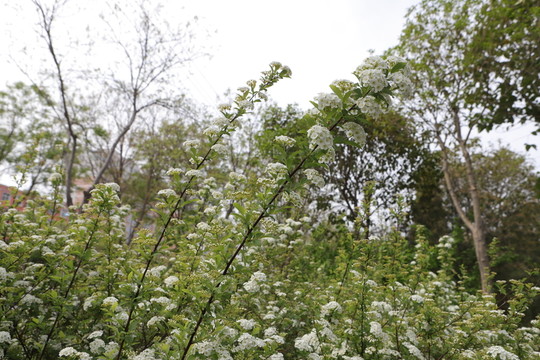 繡線菊高清