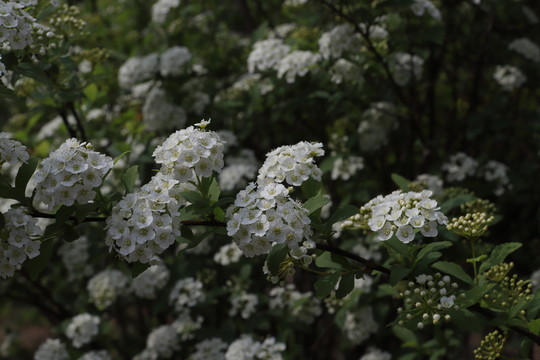 高清繡線菊