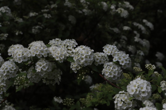 高清繡線菊