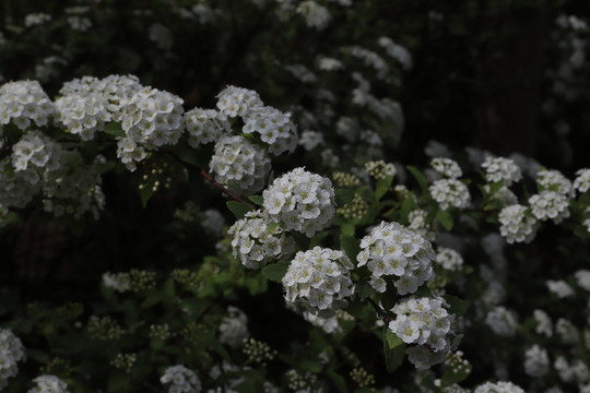 高清繡線菊