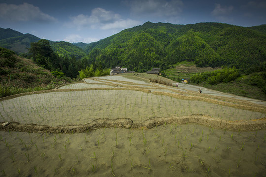 夏天水稻
