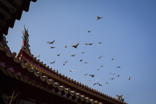 寺廟鴿子