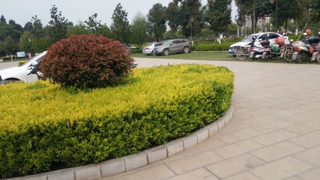 園林景觀小灌木帶