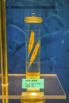 玻甲魚標(biāo)本高清大圖