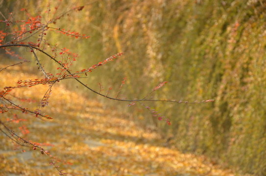 東壩郊野公園2