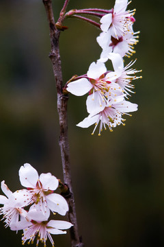 櫻花