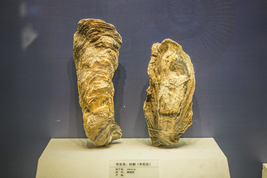 牡蠣化石高清大圖