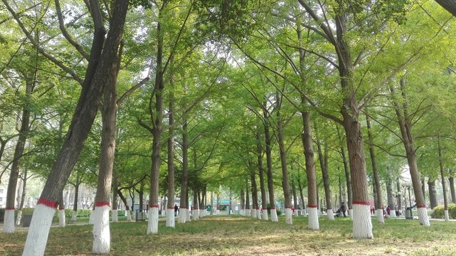 春天的公園
