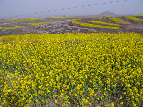 河北油菜花