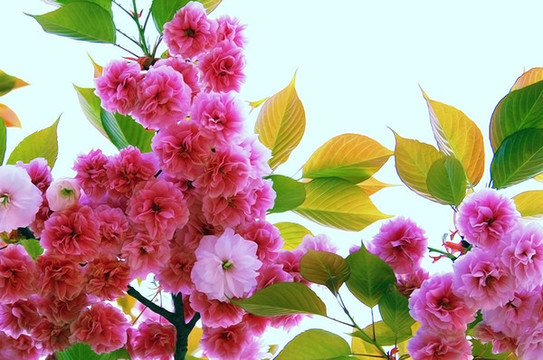 櫻花